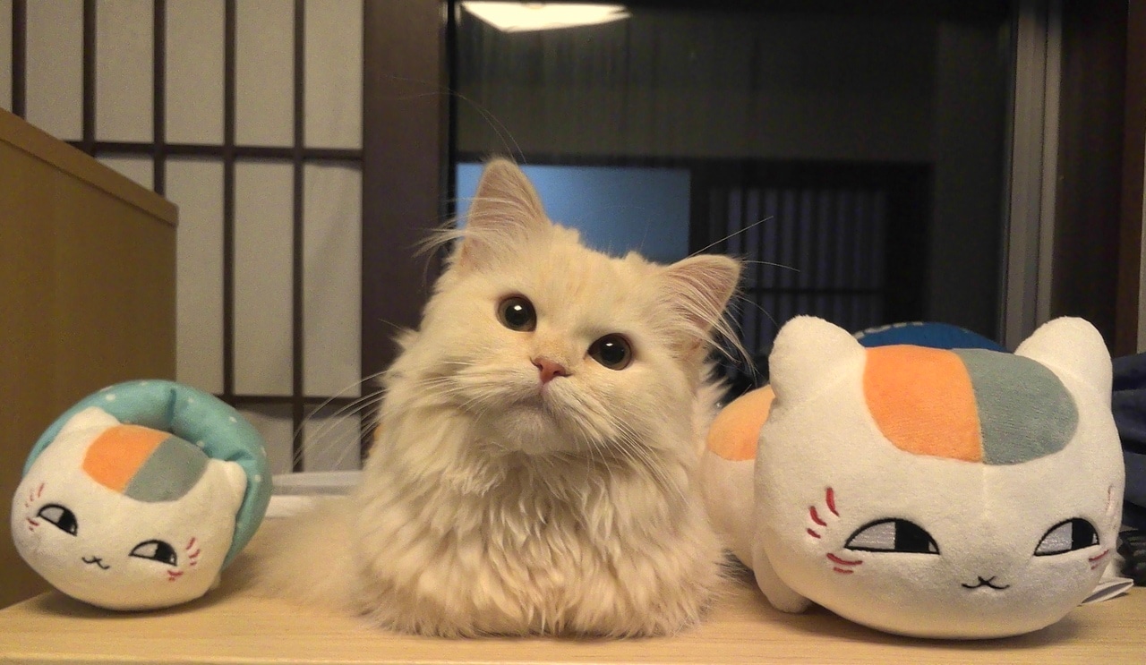 オンリーワン部門2位：イオ ♀ 6カ月。