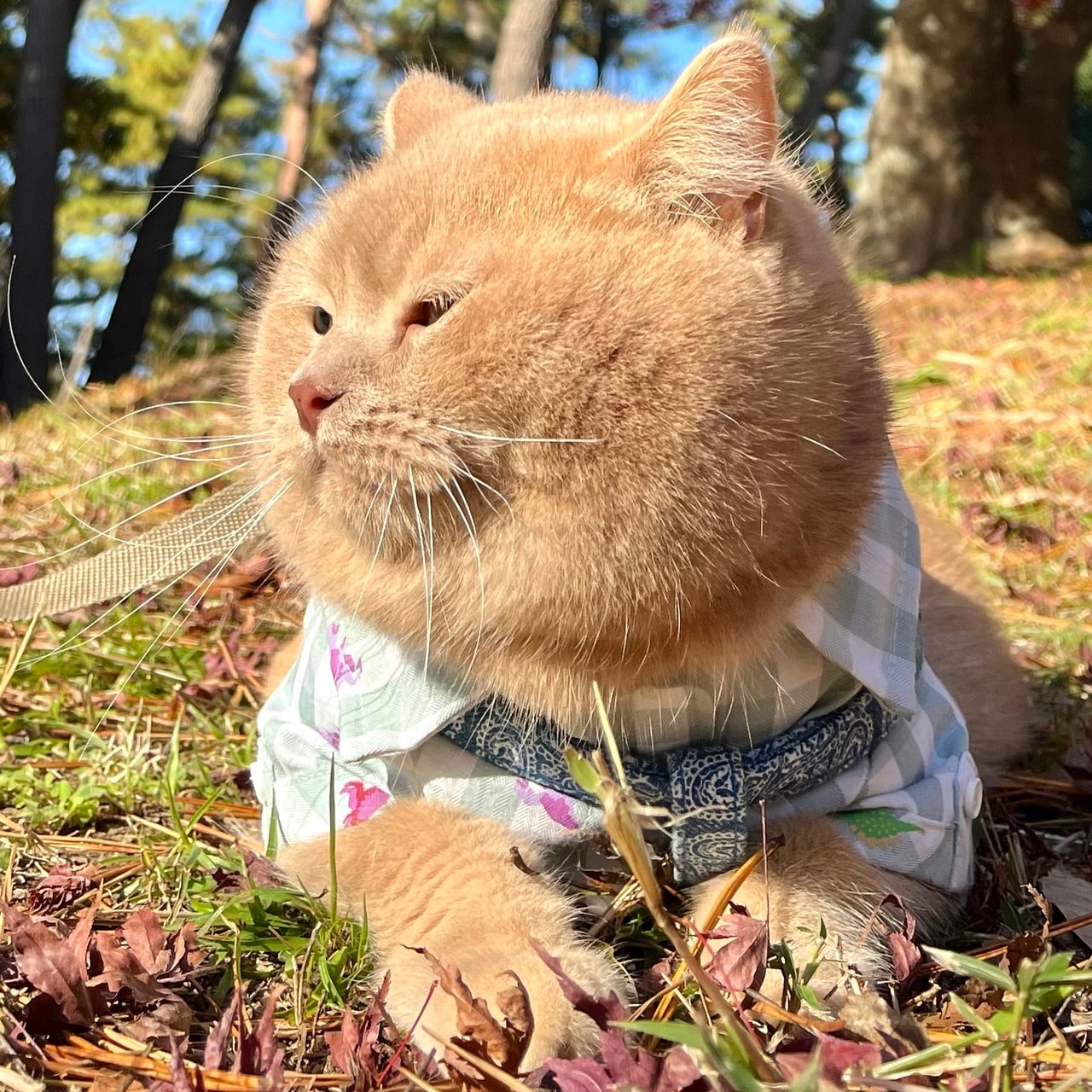 奇跡の瞬間部門1位：ブラン ♂ 5歳。