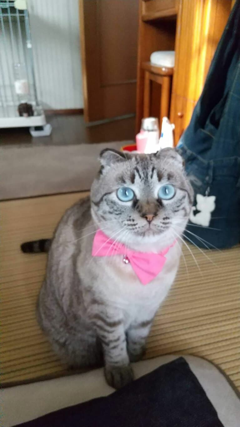 未来（みく） ♀ 9歳。「かわいいリボンをつけてキメ顔」（飼い主さんより）。