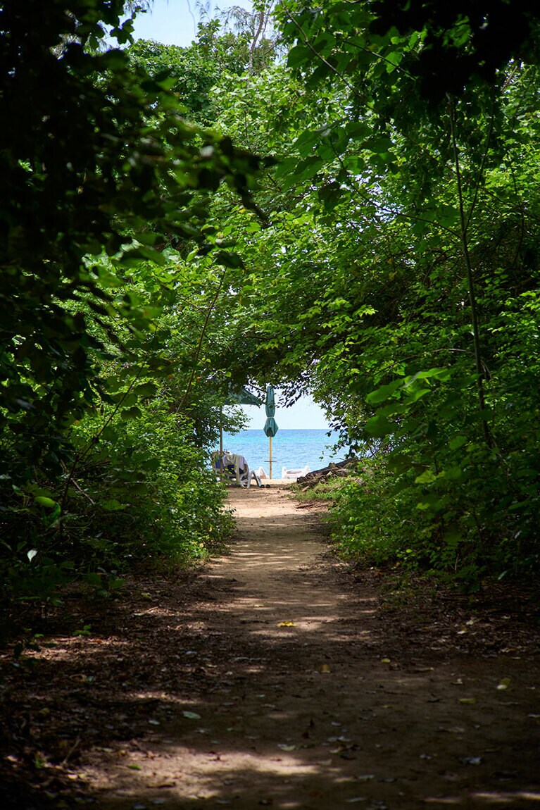 熱帯雨林の木々が生い茂る。様々な鳥の声が絶え間なく聞こえて賑やかだ。