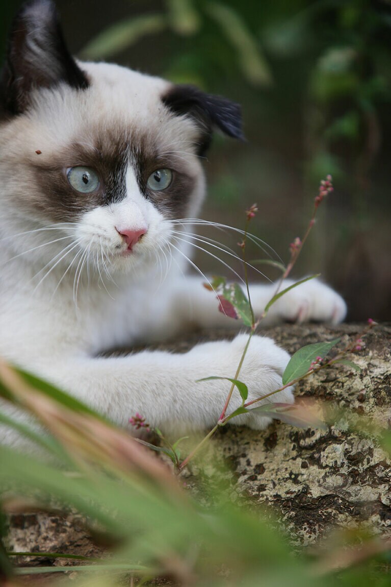 くう太 オス 9歳。真夏の駐車場の車のエンジンルームの中にいたのを保護しました（mimiさん）。