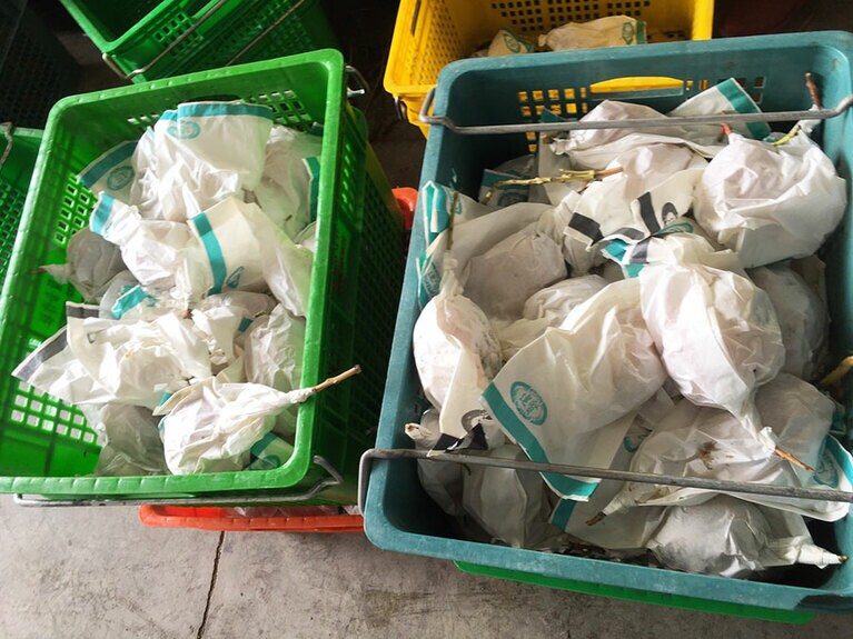 マンゴーは紙に包まれたままセンターに運ばれてきます。