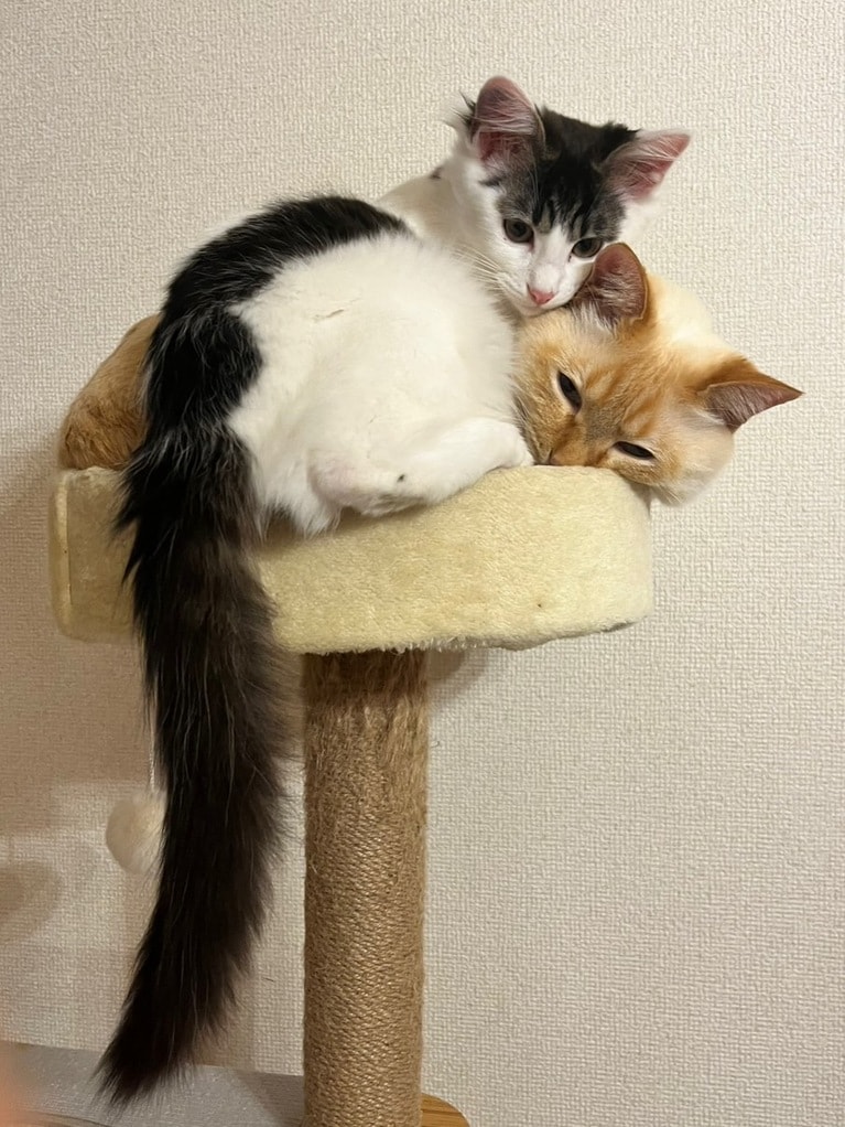 うちの子ベストショット③「自分のサイズをしらない猫たち」