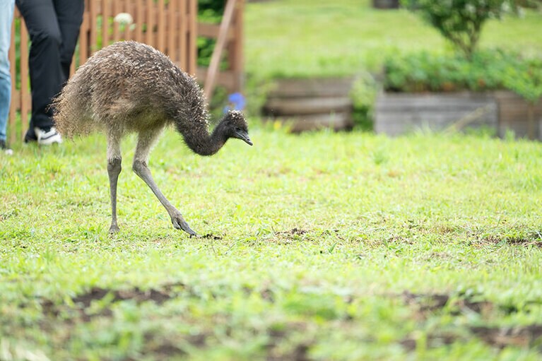 エミュー。