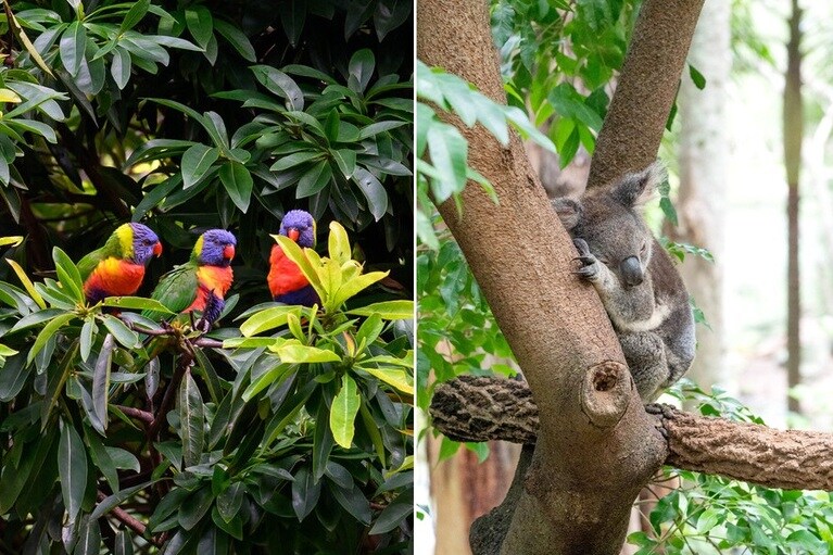 カランビン動物保護区は、野生動物の保護活動を行いながら、ふれあいの場も提供しているサンクチュアリー。”コアラ抱っこ”（州法により1頭のコアラが抱っこされていいのは1日30分まで）のほか、毎日2回の“ロリキートの餌付け体験”も人気だ。