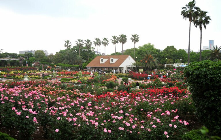 習志野市谷津バラ園。