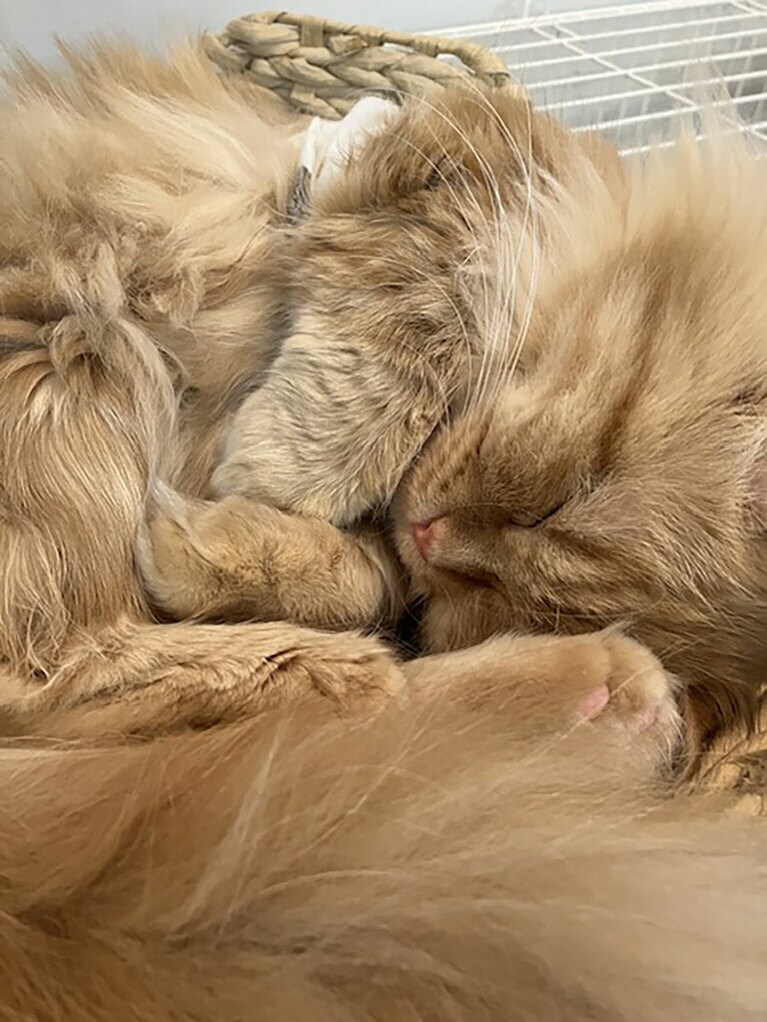 ひめちゃん ♀ 2歳。短い手足と外側にくるっと巻いたお耳がチャームポイント。よく寝てよく遊ぶ小さめ猫ちゃんです。