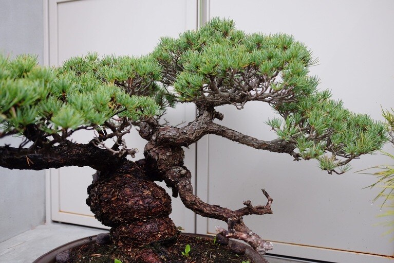 五葉松。※鉢は仕入れ時のまま