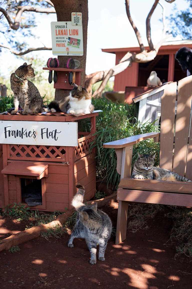 運営資金の寄付を受け付けるほか、里親も募集中。