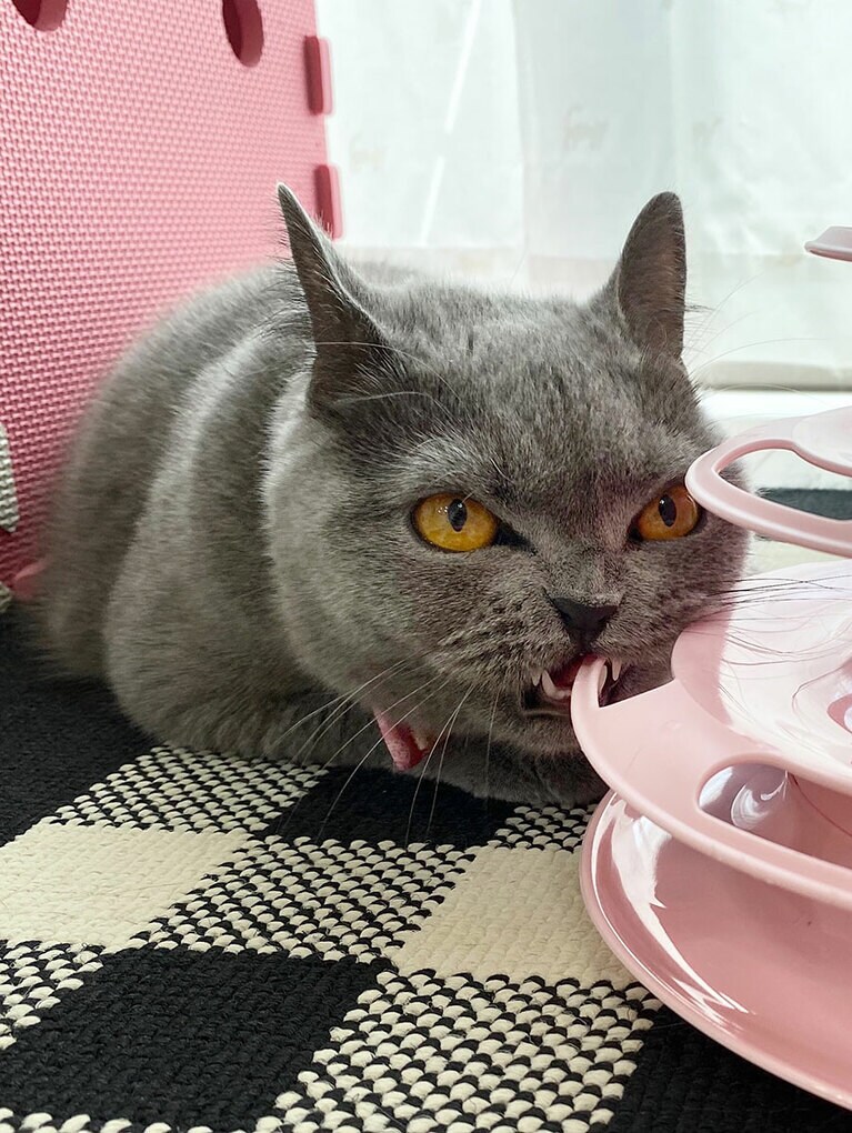 メル メス 4歳。おもちゃをガブガブして遊ぶのが大好き♪たまに夢中になりすぎてちょっぴり変顔になっちゃいます（まちゃんさん）。