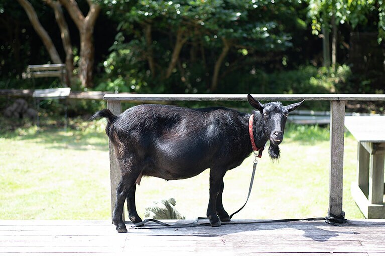 大人しくて、人懐っこいヤギのめいちゃん。