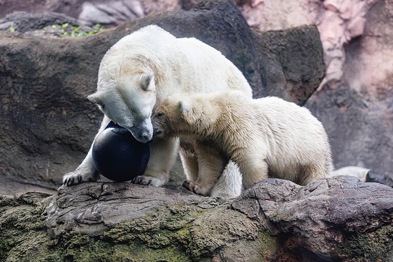 イッちゃんとライ。