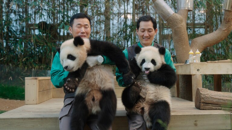 双子のルイバオとフイバオ（フーバオの妹）　©2024 ACOMMZ and EVERLAND RESORT. All rights reserved