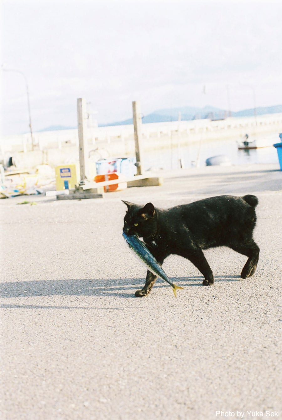 【ごちそうくわえたどらねこ篇】おこぼれにあずかった黒猫さん。2009年9月、東北の島で撮影。