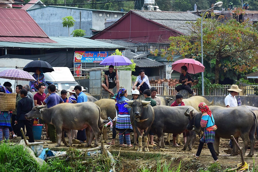 200頭あまりが集まっていた水牛市場。小さいと農業用、大きいと食肉用として取引される。