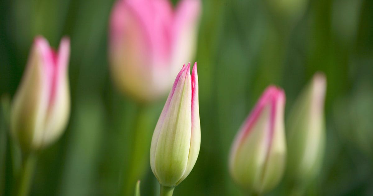 3月は花屋さんの品揃えがピークに 狙うは成長の過程が楽しめる つぼみ 新しい私を 花と Playful Flower Life