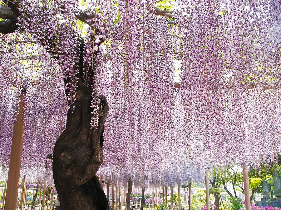 こうなん藤まつり。