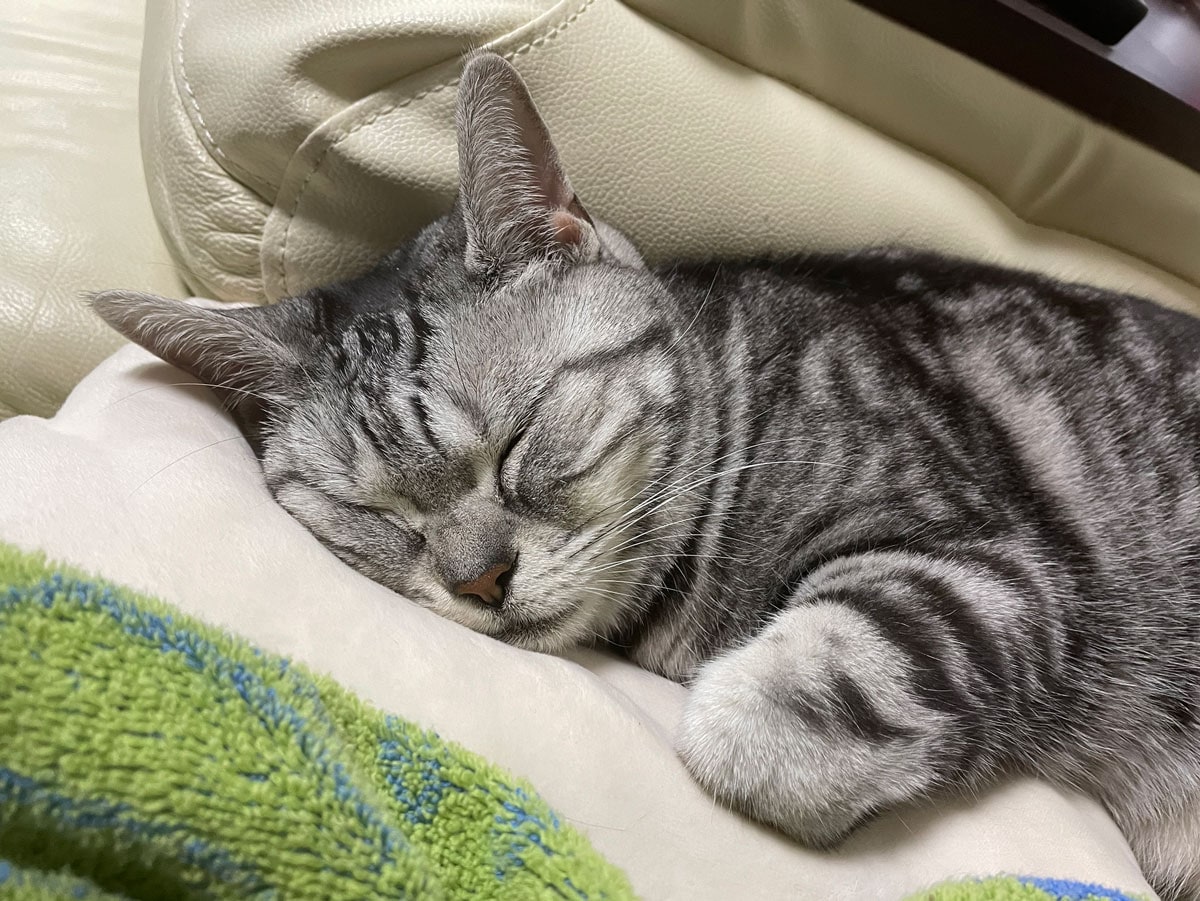 2代目・ムーちゃん。