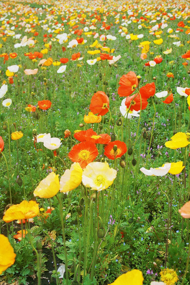 ポピーの花畑にもつぼみがたくさん。
