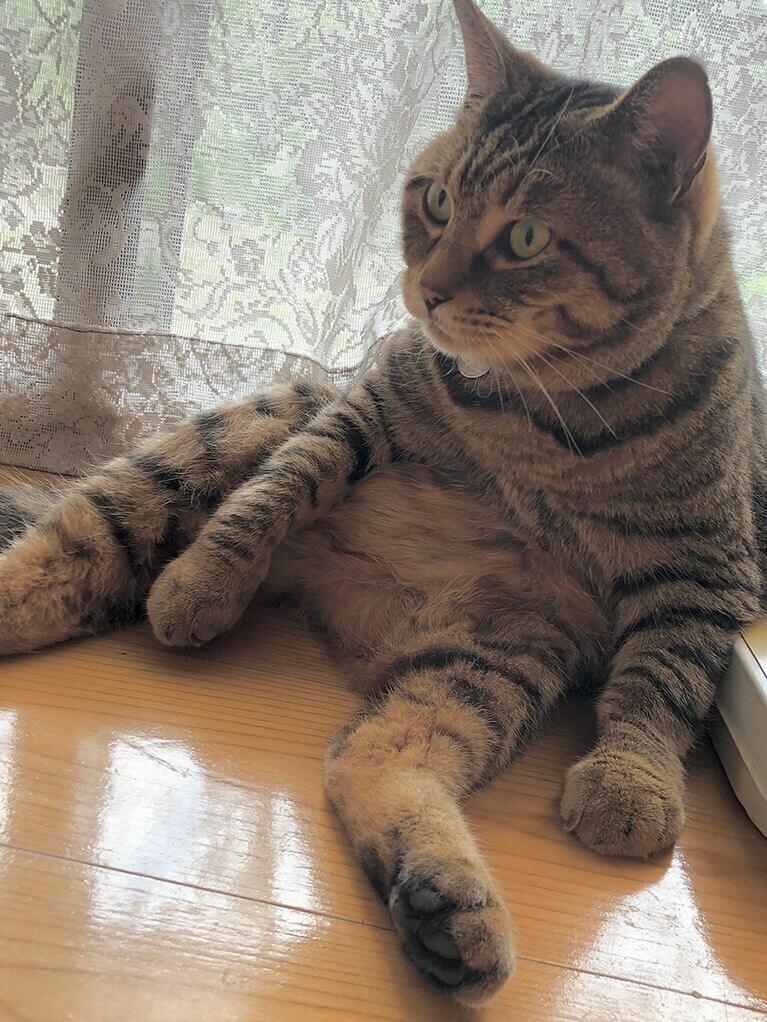 トチ オス 7歳。グローブをはめてるような大きな手。大きなお腹をでんと広げて毛づくろい（トチまるさん）。