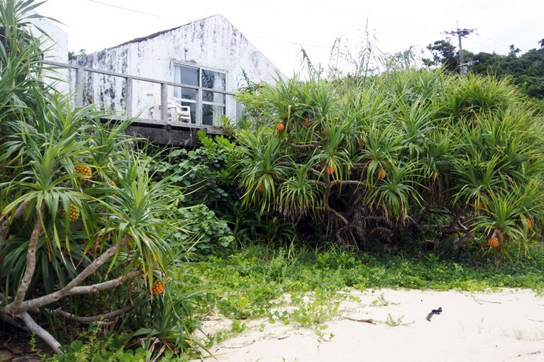 アダンなど熱帯の木々が元気いっぱい。