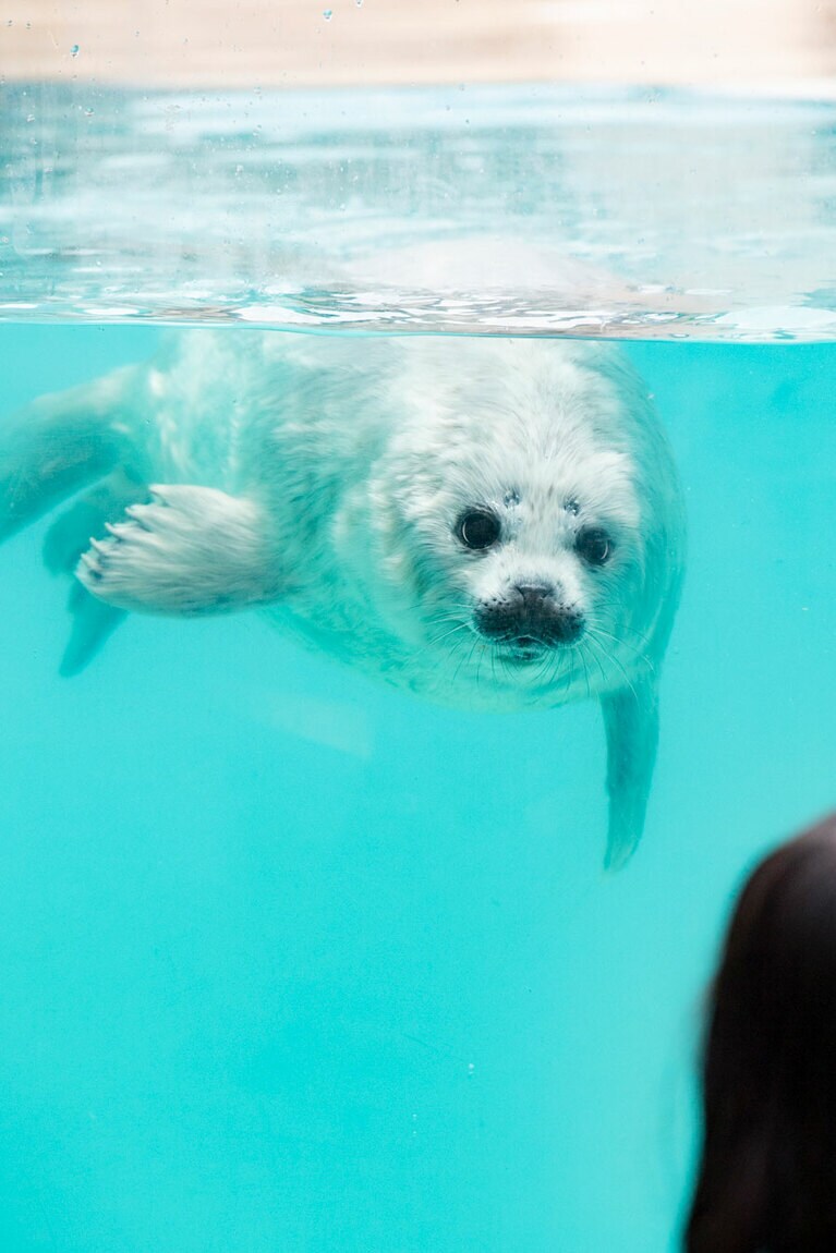 アドベンチャーワールドでは2年ぶりに誕生したゴマフアザラシの赤ちゃん。