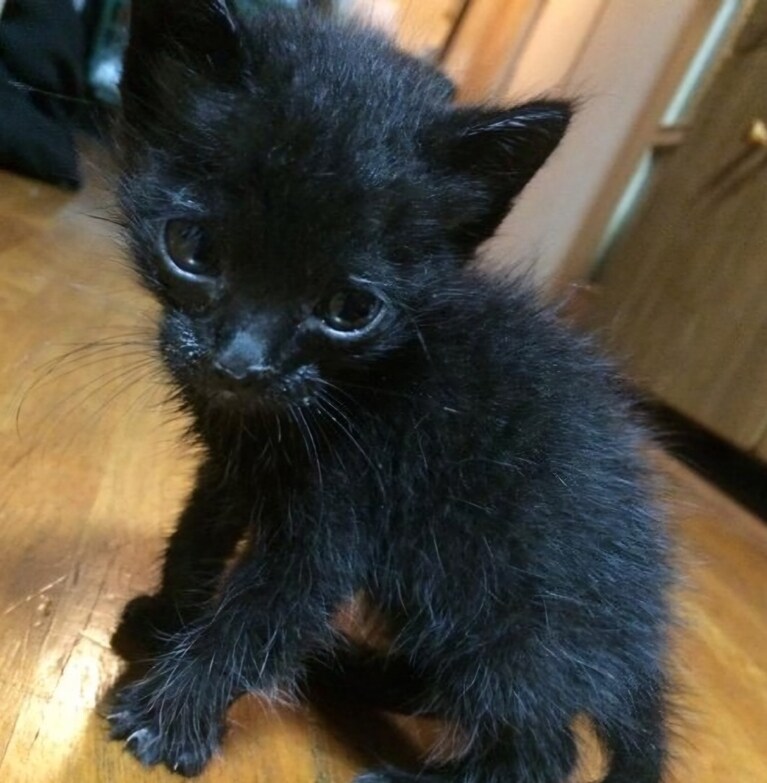 17歳のときに保護したこなつ。「生きるか死ぬか、五分五分です」と医者に言われたものの、献身的なお世話により快復した。現在9歳の女の子。