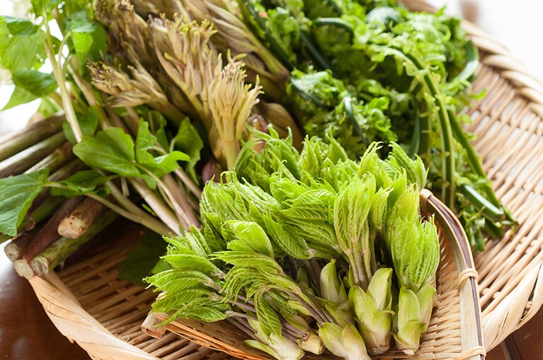日本三秘湯 谷地温泉［青森／谷地温泉］山菜。