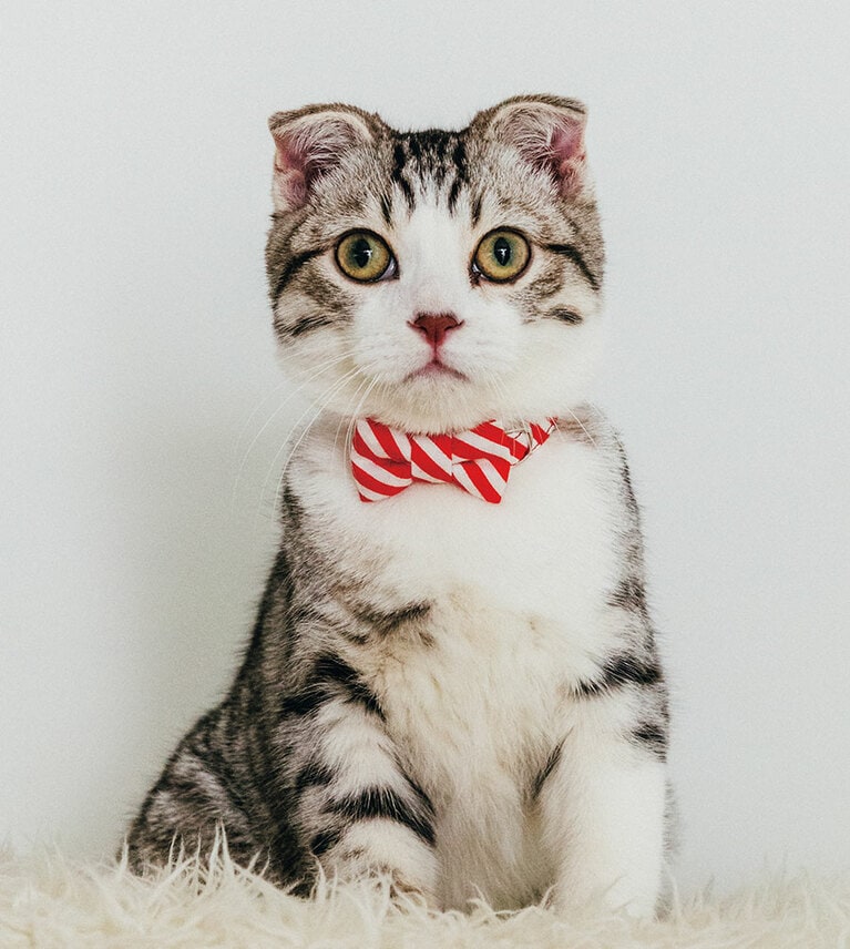 猫とくらす310bld.のUSAコットンの首輪。1,980円／PecoRi