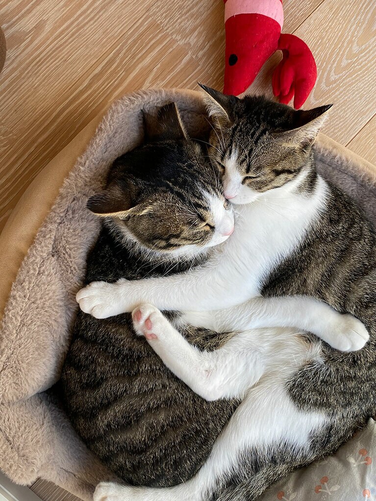 ワラビ オス 1歳。モフモフ天国です♡（ウルリナさん）。