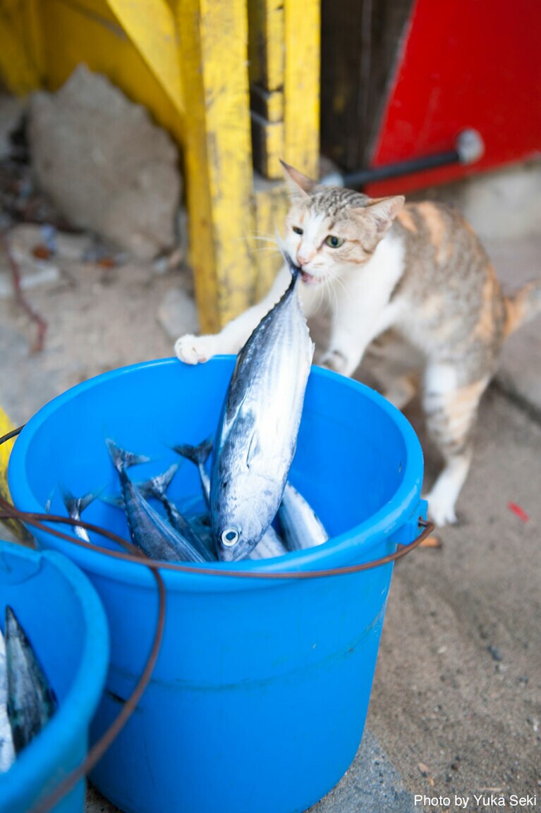 大物を捕らえた猫ちゃん。2008年8月、フィリピンで撮影。