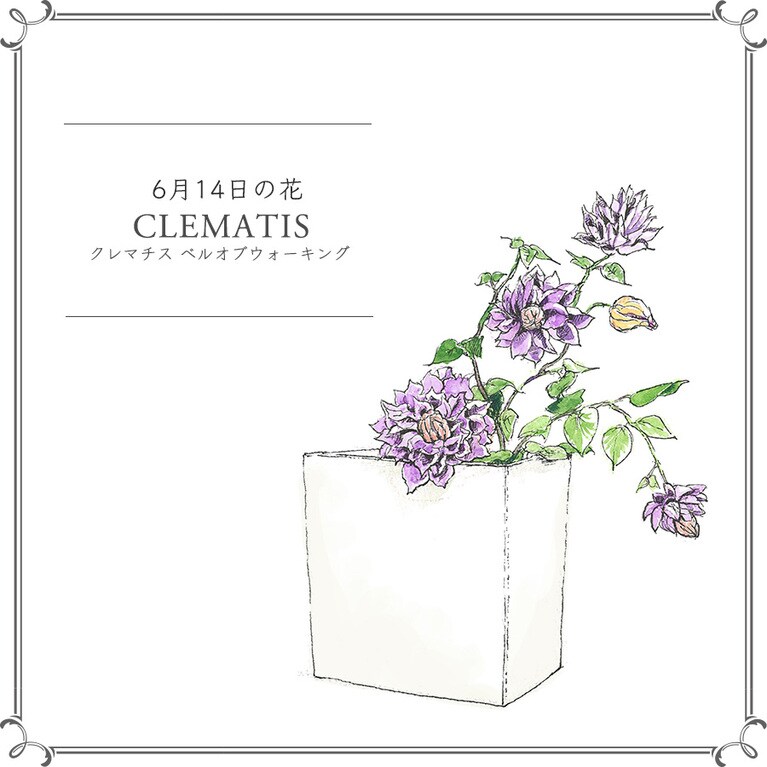 【6月14日の花】クレマチス「ベルオブウォーキング」
