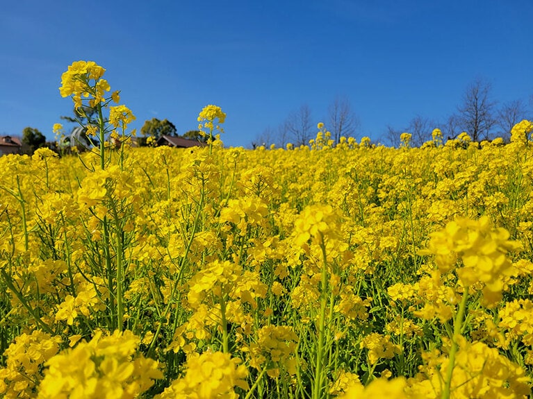 ハーベストの丘の菜の花畑。