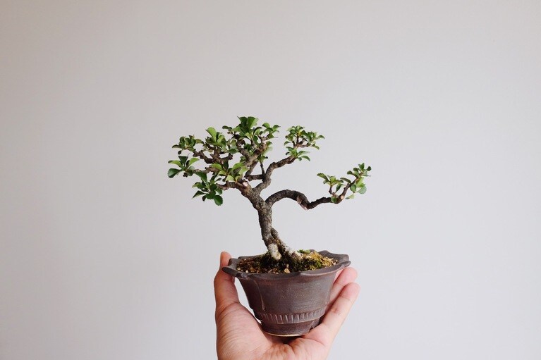 長寿梅（鉢：新里竜子）。