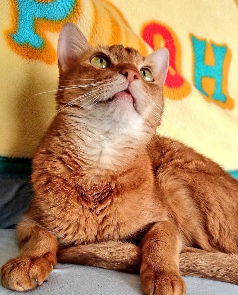 メロ ♂ 13歳。爬虫類ともとれる眼。