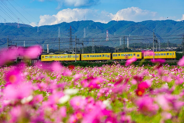 【三重県】北勢線とコスモス畑。※写真は2020年撮影時の東員駅前のコスモス畑。2021年度は東員町中央公園西側でコスモスが咲き誇る