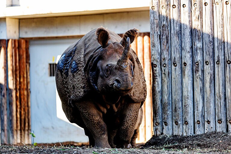 凛々しい姿のゴポン。