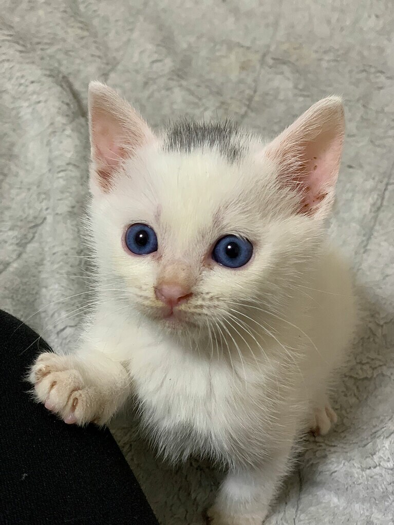 ハク オス 1歳。ねぇ、髪の毛が少し生えてきたよ！（ハクさん）。