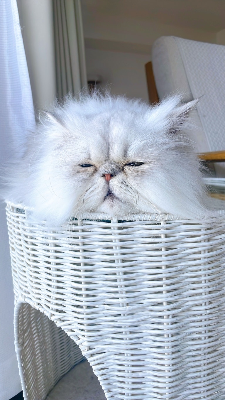 シュガレット ♂ 2歳。「お日様に当たってぽかぽかすやすや…眠いときだけおじいちゃんになっちゃう（笑）」（飼い主さんより）。