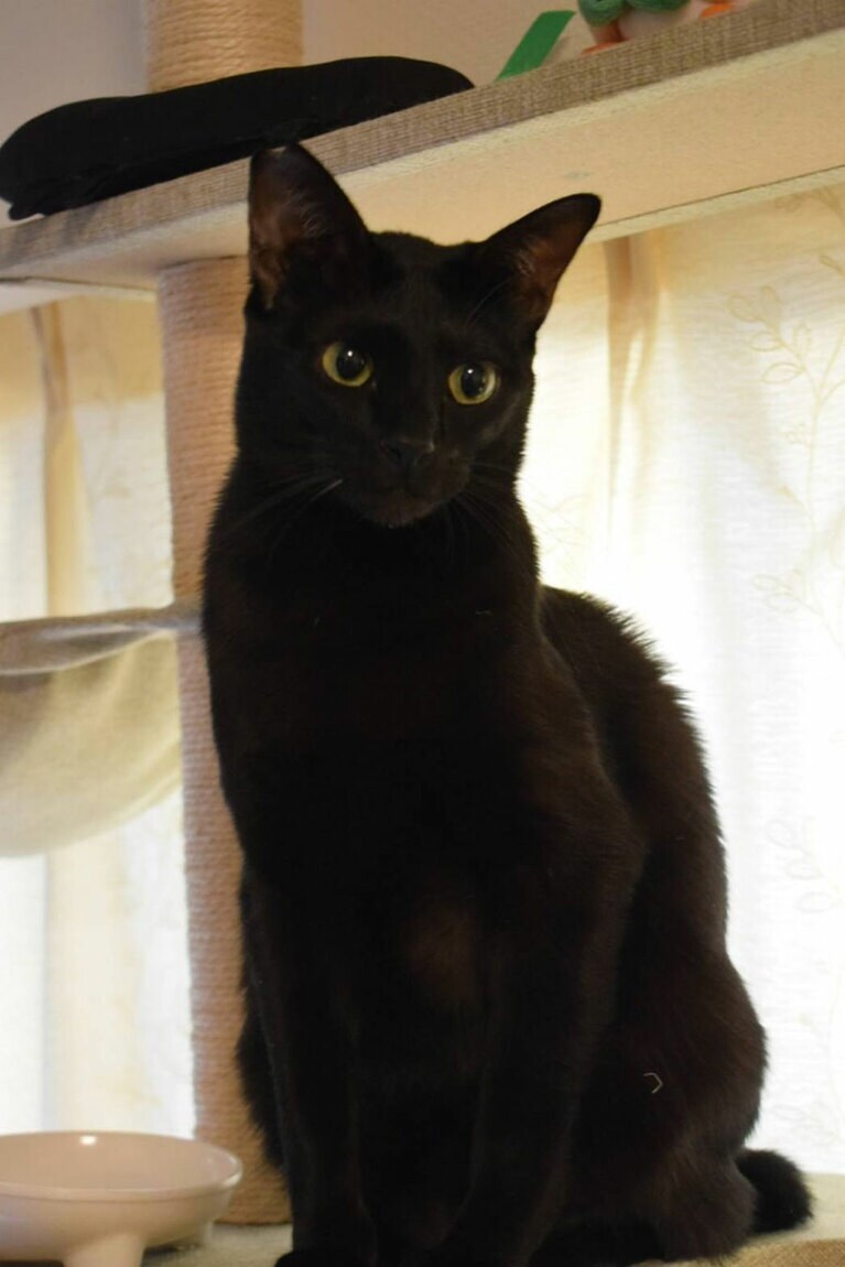 バン ♂ 1歳。毎朝家族が出かけると、悔し走りをして最後にタワーに乗り、何故かおやつを要求してきます。つい、あげてしまっています…