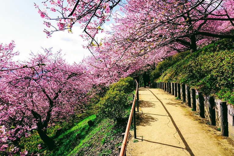 西平畑公園 河津桜／神奈川県