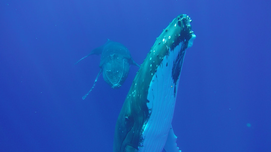 8～10月、タヒチ島では親子クジラと泳げるホエールスイムが体験できます。子供クジラの無邪気な行動が微笑みを誘います。(C)CINTIO Patrick