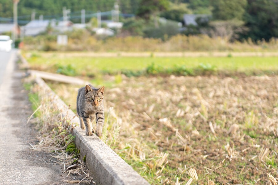 五島市を旅している途中、何度も出会う猫たち。のんびりした空気に癒やされる。