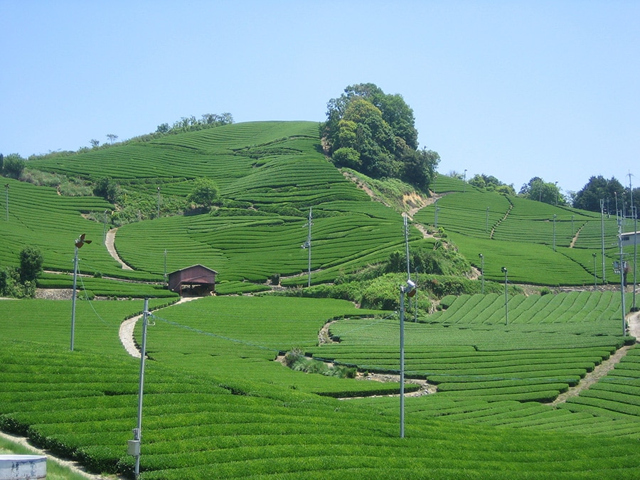 碾茶(てんちゃ)は、抹茶の前段階の高級茶葉。古くから高級茶葉の生産地として日本のお茶文化を支え、茶源郷と呼ばれる美しい茶畑が広がる京都府南部の和束町で育てられた茶葉を使用している。