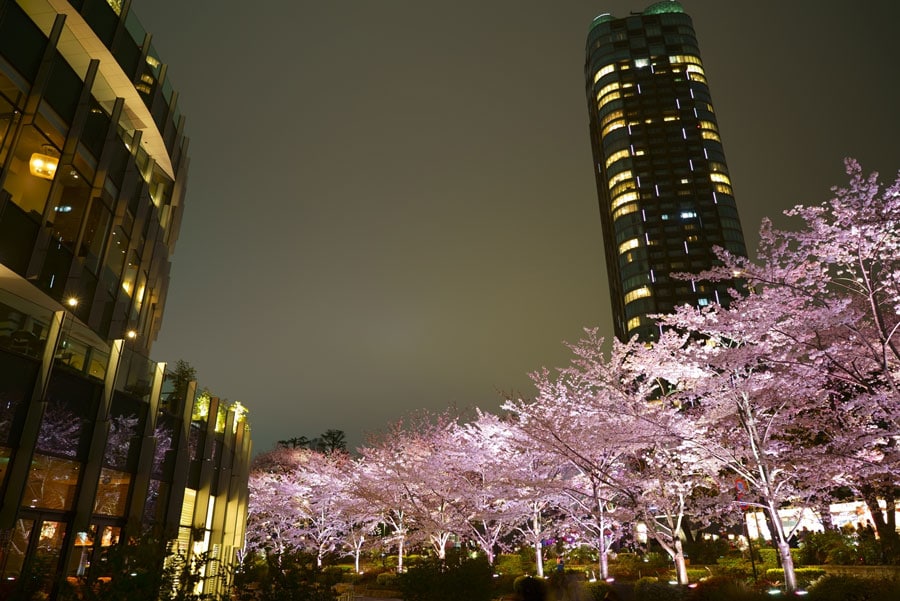 東京ミッドタウンの夜桜。