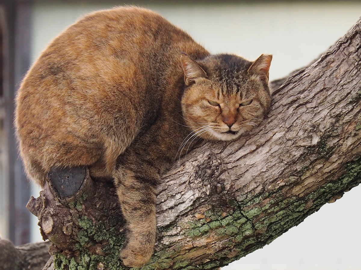 クスっと笑える猫画像60枚超 動物写真家による面白にゃんこ画像まとめ 佐々木まことの犬猫脱力写真館