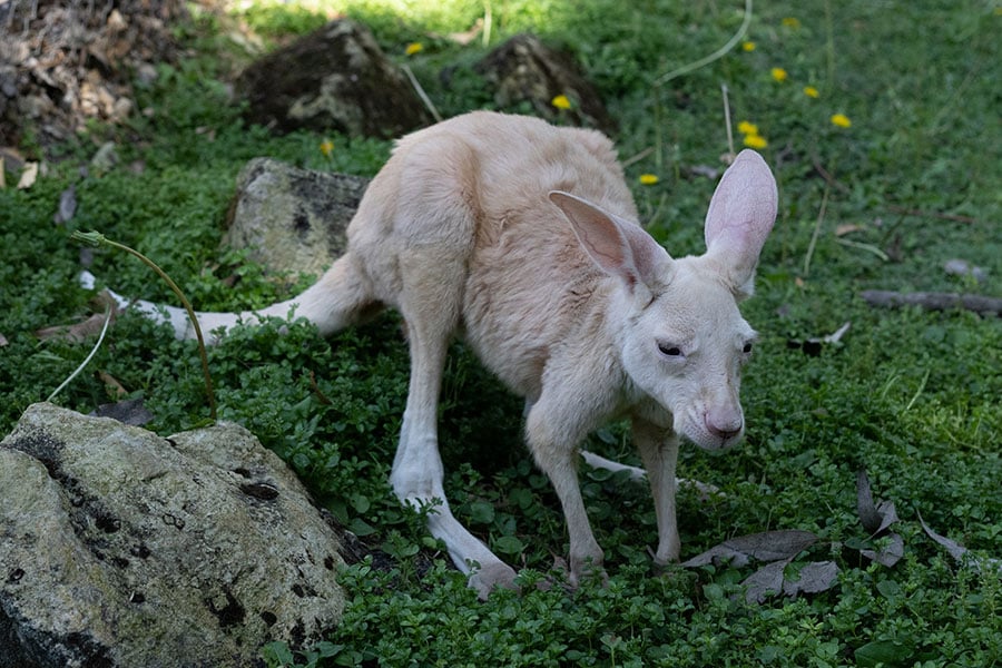 白いカンガルーの赤ちゃん。