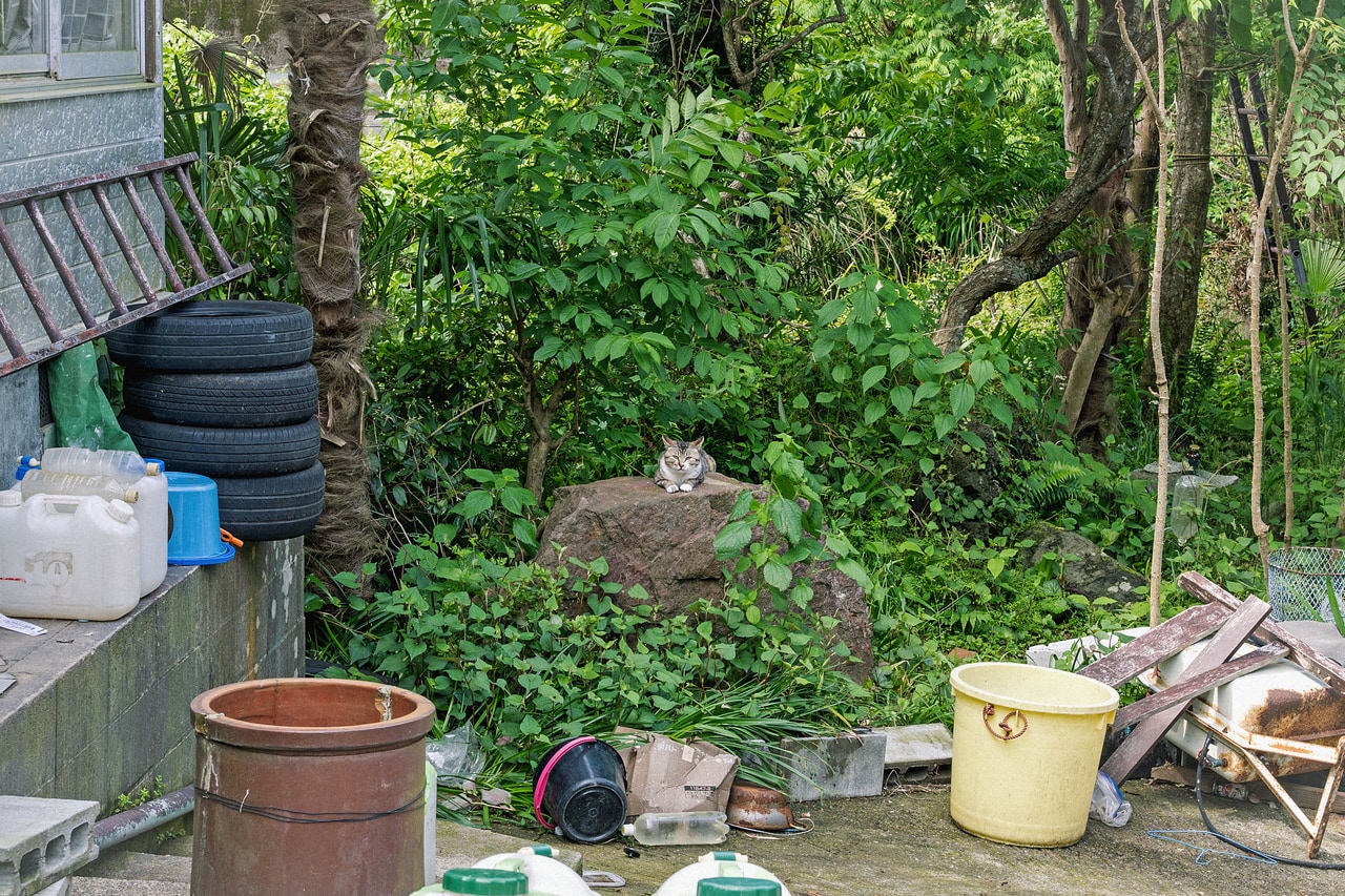 養老渓谷のある大多喜町でよく目にする猫。駅や商店などでくつろぐ姿がかわいい。町の人や観光客から可愛がられているからか、近づいても動じない。