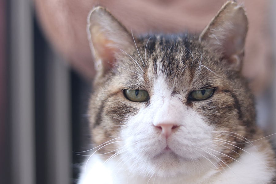『また猫と 猫の挽歌集』を制作中に、仁尾さんが看取った愛猫のいわ（推定18歳没・オス）。写真は仁尾さん提供