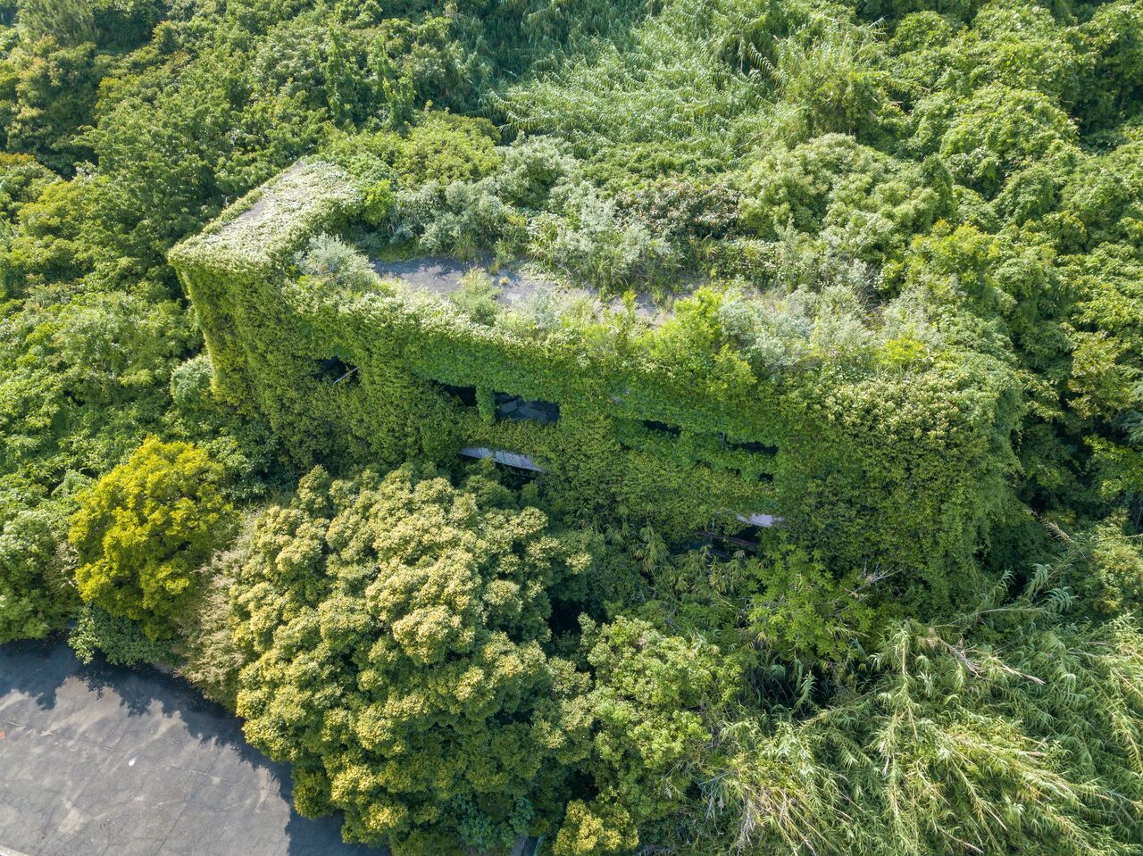 草木に覆われた青島中学校